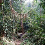 Kammadam Sacred Grove Kasaragod 